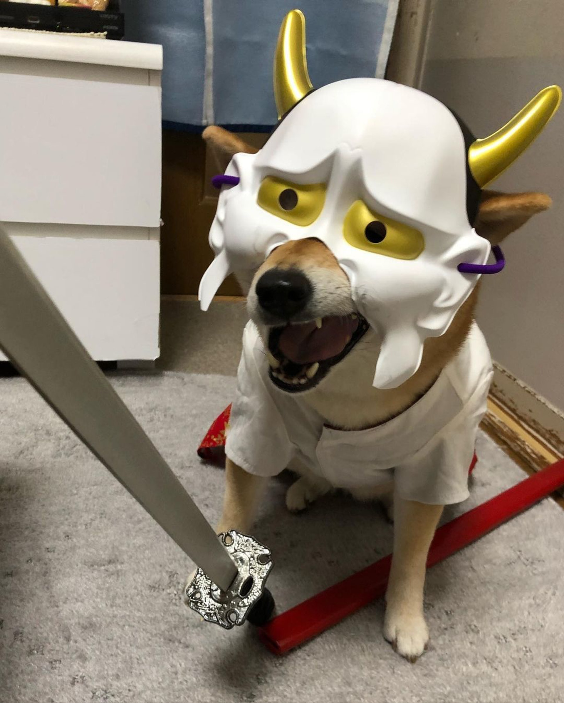 被砖头压住了!影帝柴犬超入戏25个连自己也骗倒的瞬间