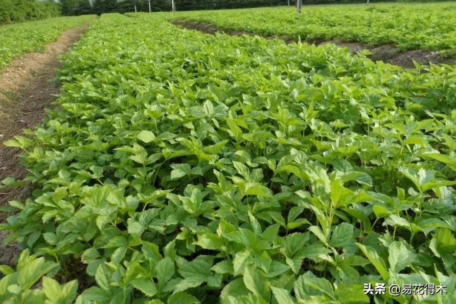 刺五加和五加皮的区别图片对比,刺五加是种什么药材