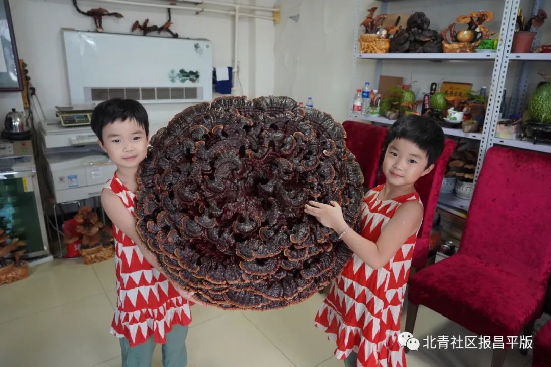 这里的灵芝“朵朵”开，不仅有颜更有料