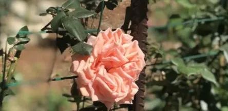 女儿是我的全部梦想,女儿是我坚强的动力