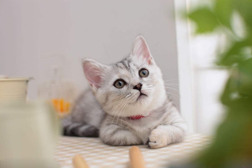 猫咪中毒后如何快速解毒,猫咪中毒了怎么办最有效