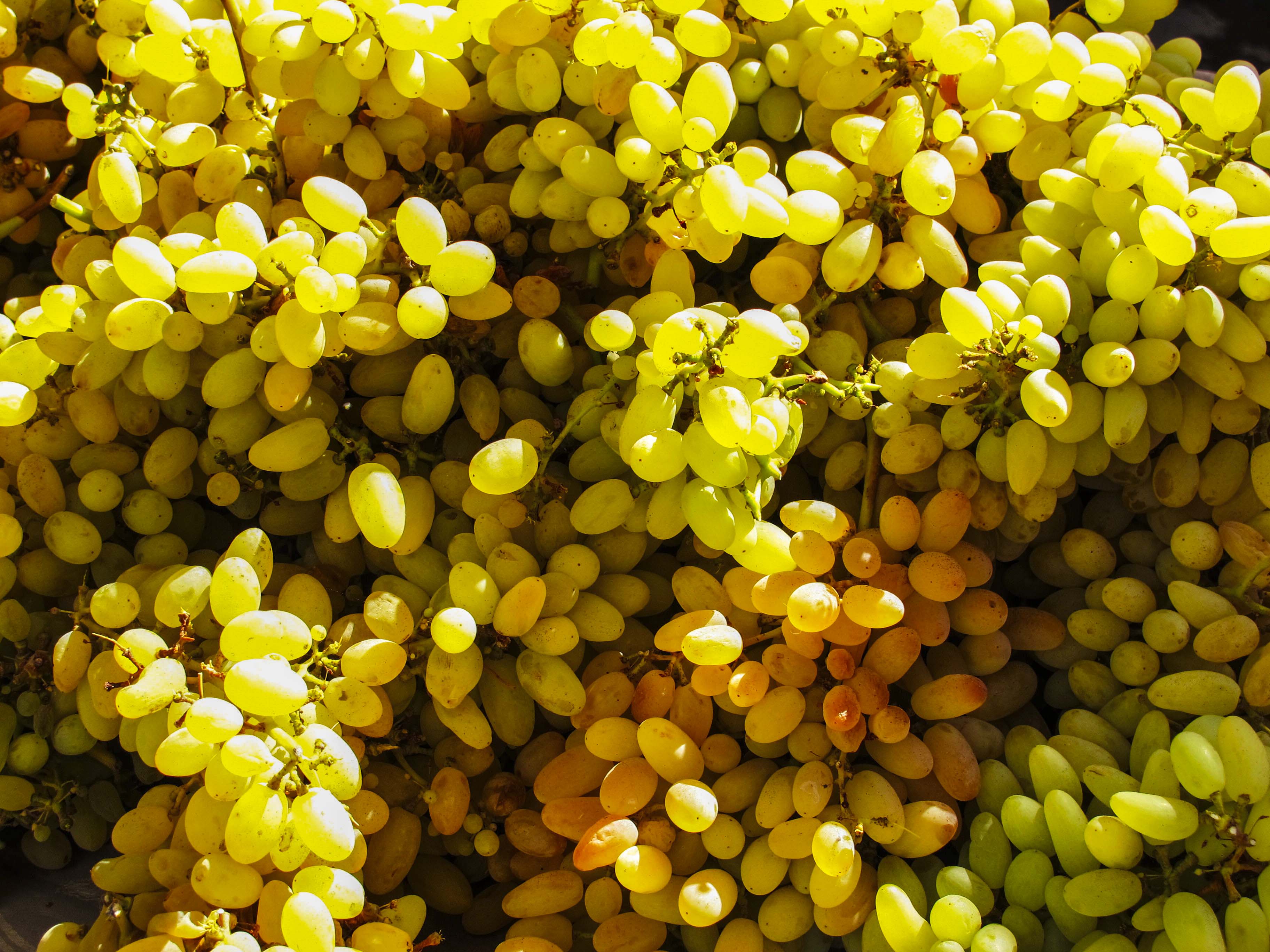 吐鲁番葡萄沟山水,新疆吐鲁番葡萄沟葡萄树的风景