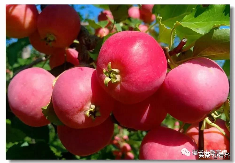 齐齐哈尔之行打卡,齐齐哈尔必打卡美食