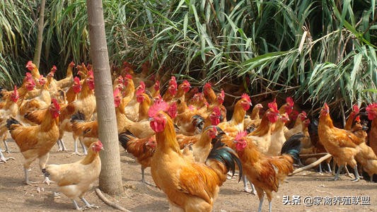 养鸡不挣钱为什么还有那么多人养,养鸡不赚钱的4个方法