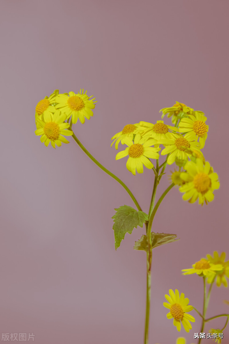 怎么让自己变得开心起来,焦虑症怎样让自己变得开心