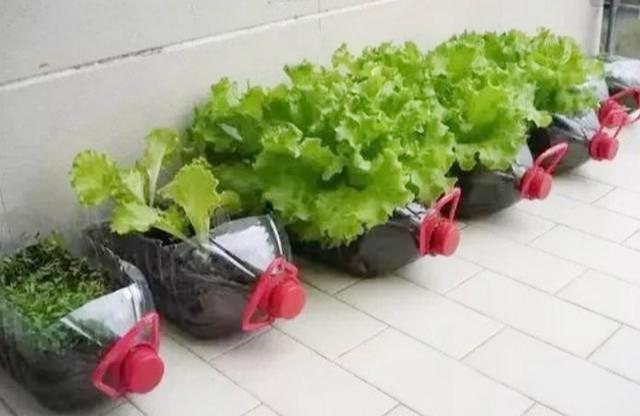 大塑料桶变废为宝种菜,阳台种菜塑料瓶变废为宝