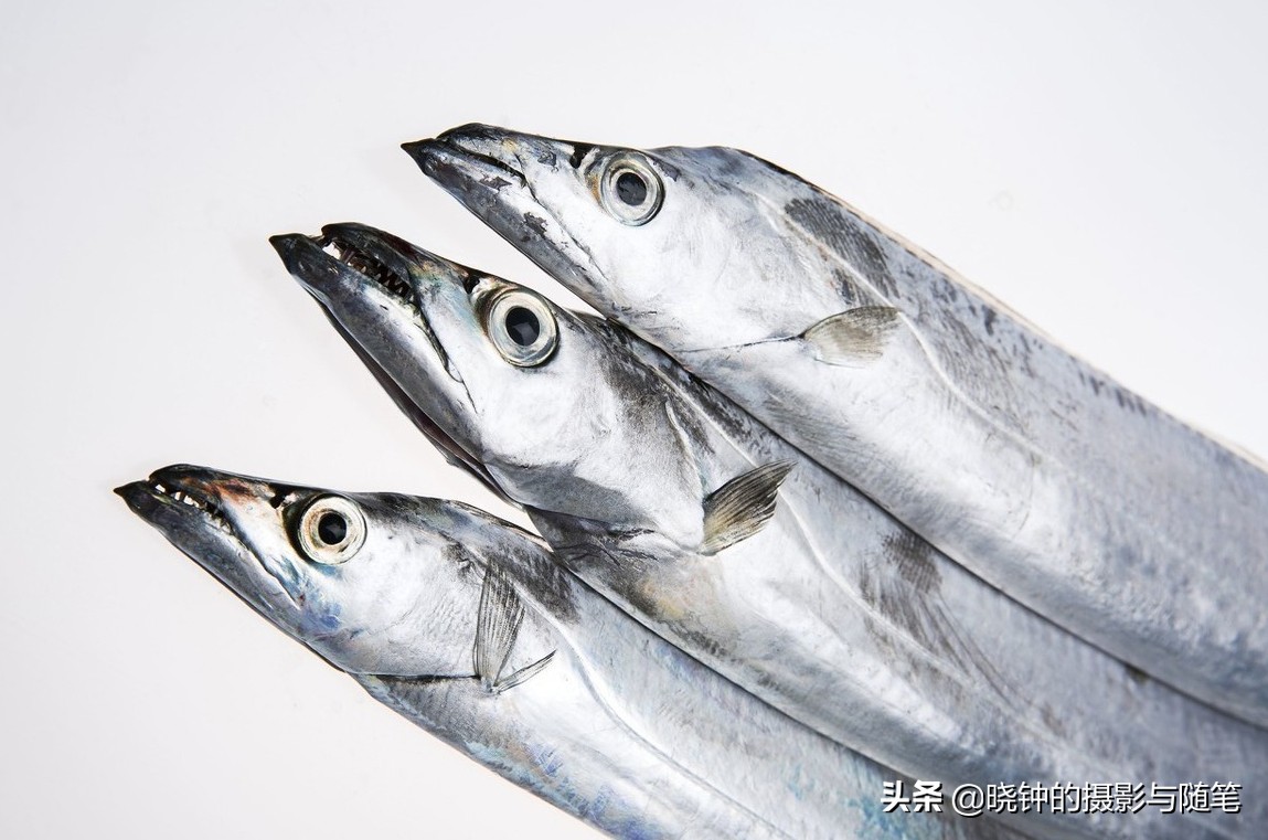 舟山带鱼好吃还是渤海带鱼好吃,舟山带鱼有什么特别