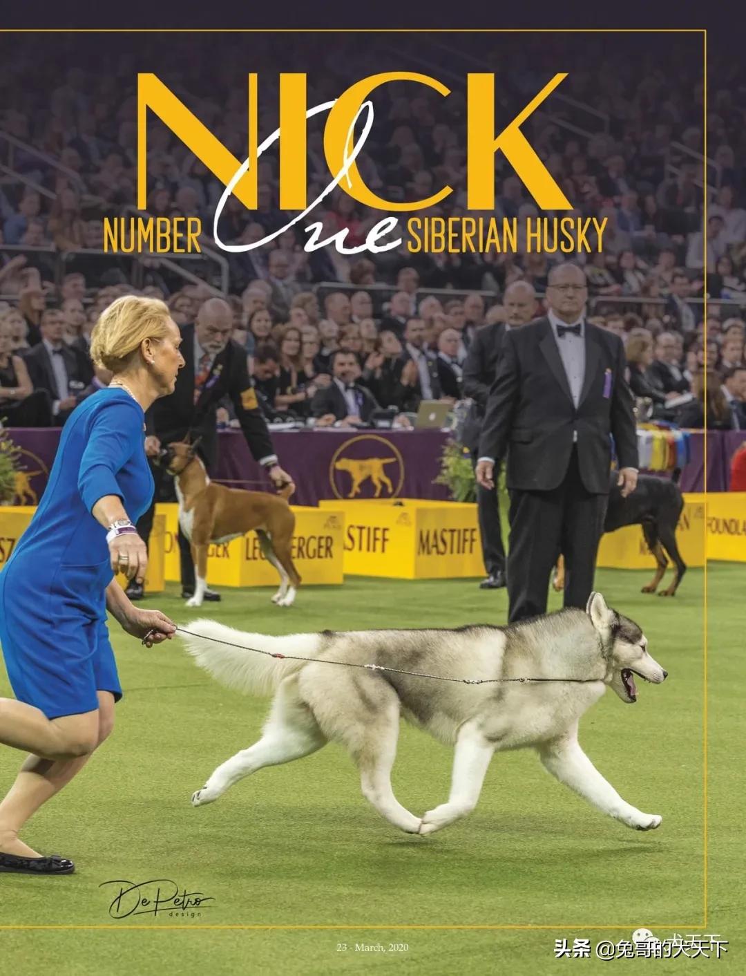 akc柴犬,2022年美国akc犬展冠军