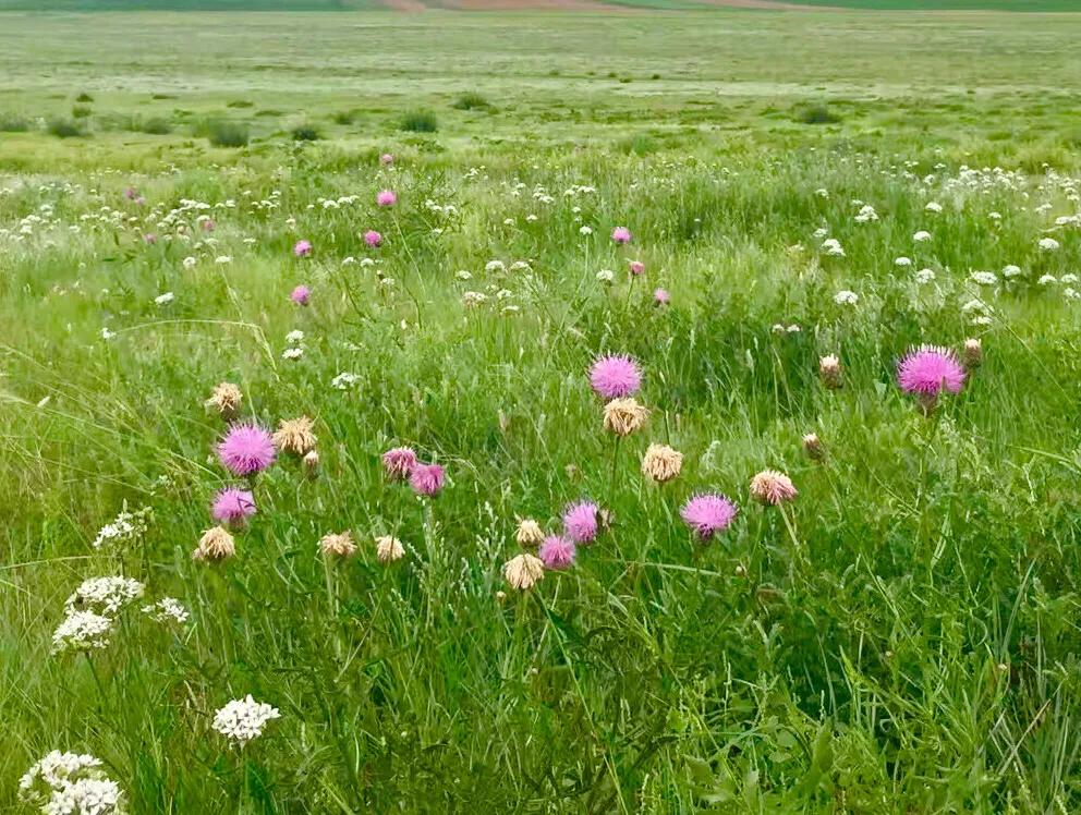 【看世界】蒙古：戈壁緑洲乌兰巴托…（一带一路速描）