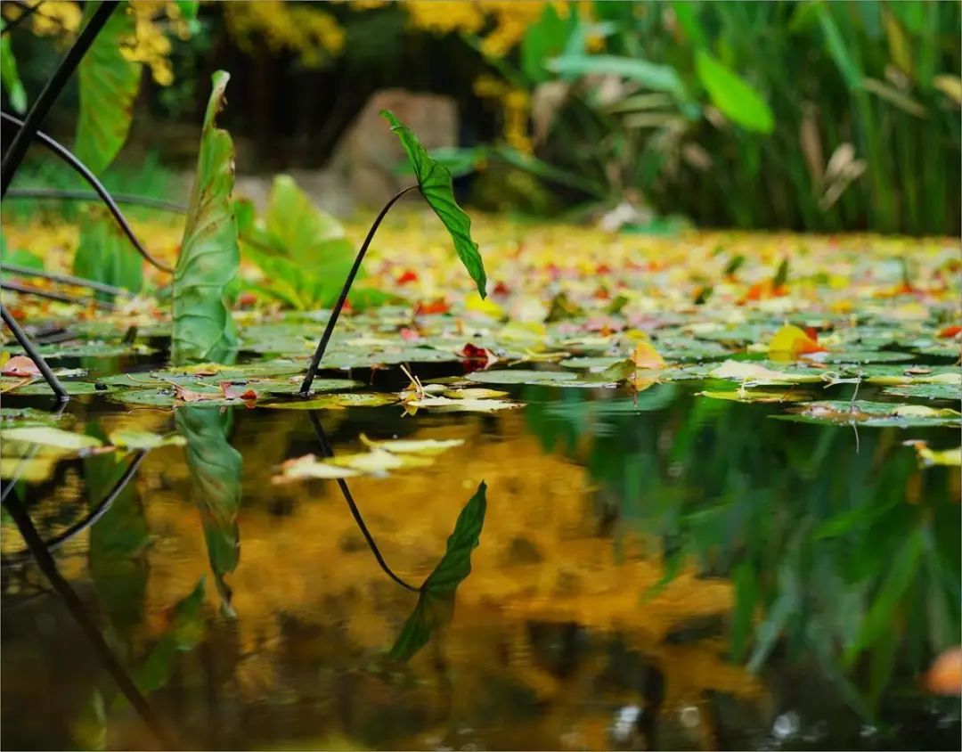 池塘制作方法大全,如何制作自家小池塘
