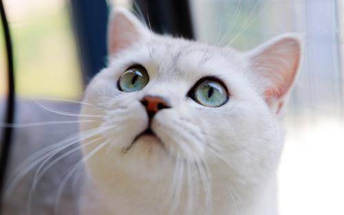 小猫应激吐白沫怎么办,小猫口吐白沫会死了吗