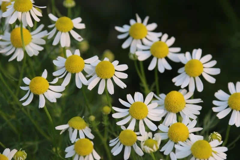 洋甘菊精油适合敏感肌肤吗,德国洋甘菊精油