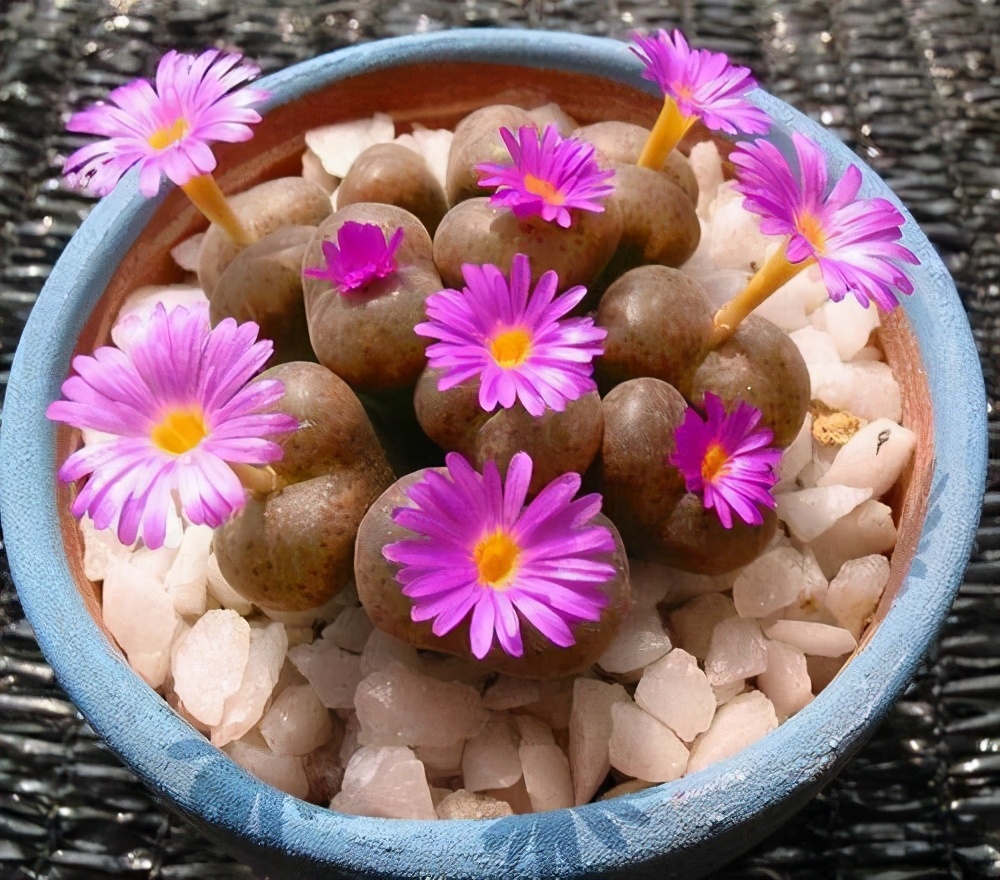 这8样植物可以在家养,家里养的3种常见植物