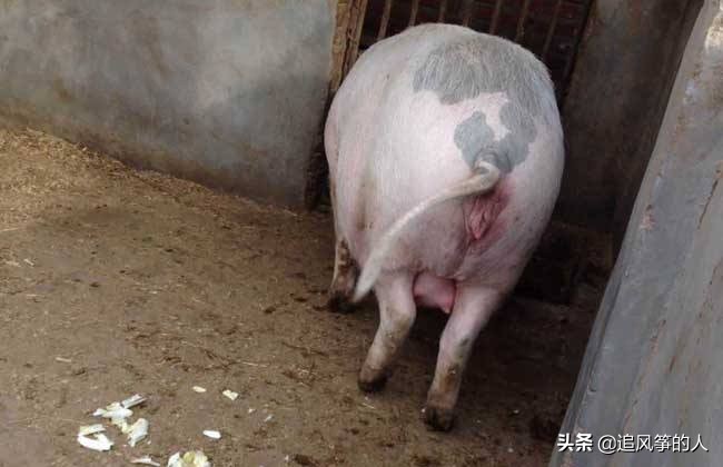 母猪产后死亡是什么原因引起的,母猪产后恶露不尽不吃食怎么办