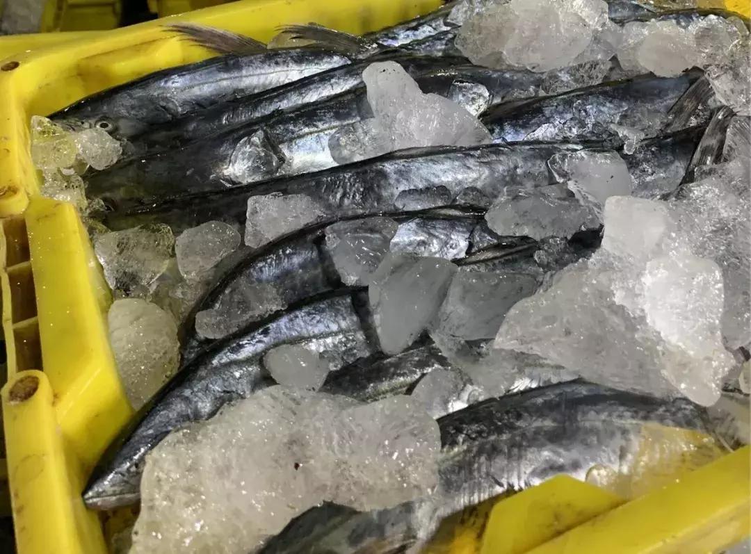 石浦渔港海鲜,石浦渔港码头海鲜