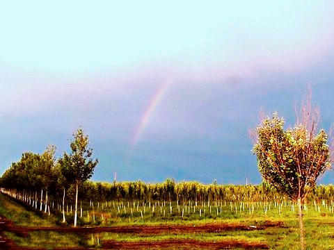 东北种地大户一年能赚多少钱,东北农民种植真实收入