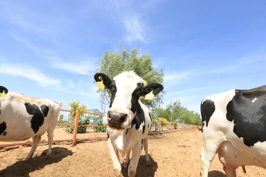 涓浗鍦ｇ墽鍙戝睍瓒嬪娍濡備綍,鍦ｇ墽甯傚満鍓嶆櫙濡備綍