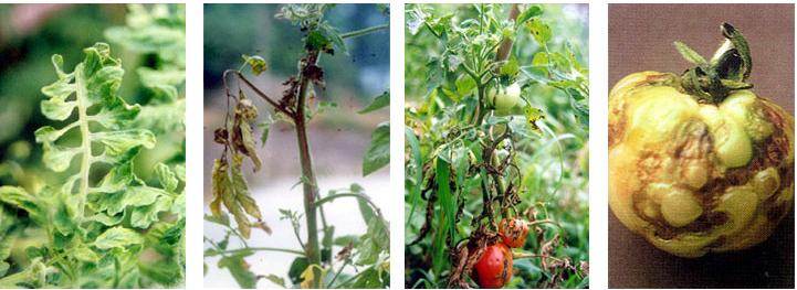 植物病毒是特效药吗,植物病毒病最新防治方法