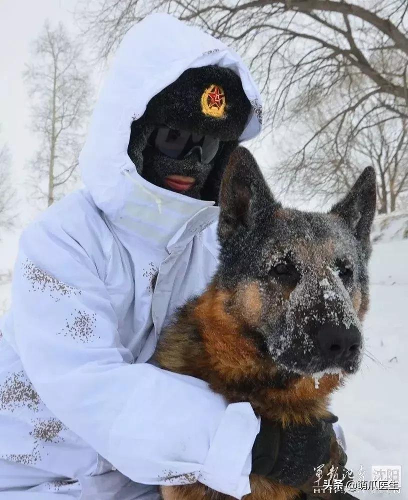 长得最像狼的狗,最帅狗