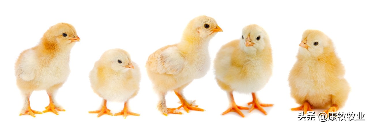 小鸡最怕得什么病,小鸡打瞌睡没精神怎么回事啊