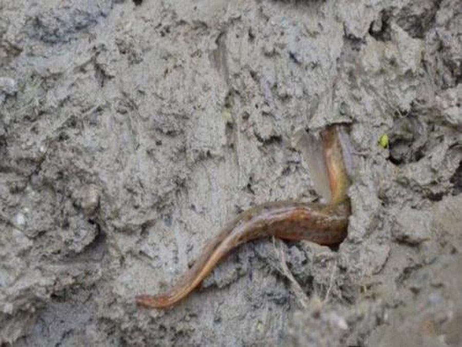 乡愁是捉泥鳅的田野,乡愁做泥鳅
