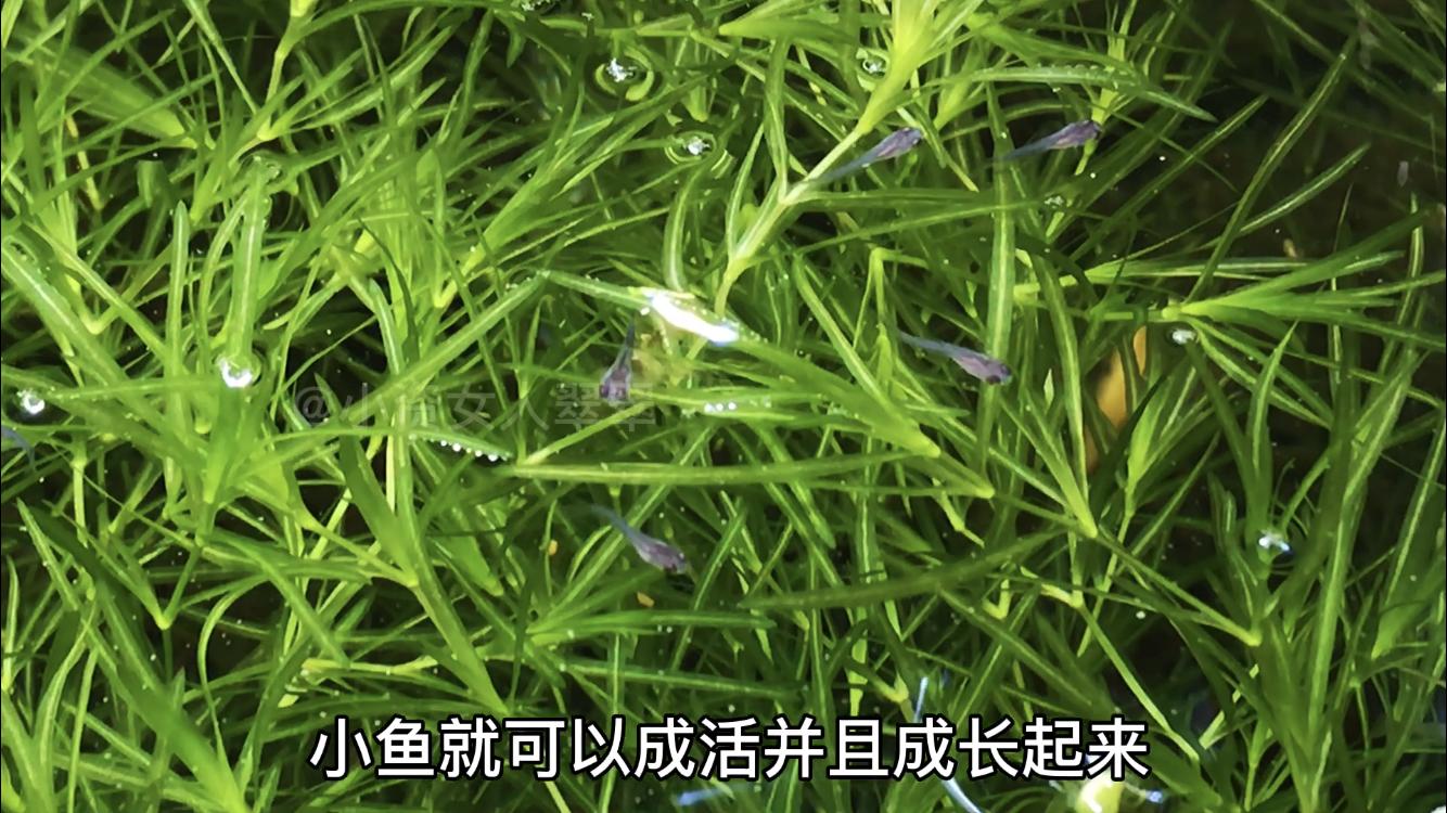 母鱼生产要注意什么,母鱼生完鱼苗需要隔离多久