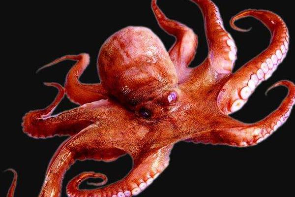 章鱼智商能统治世界吗,章鱼的智商有多少