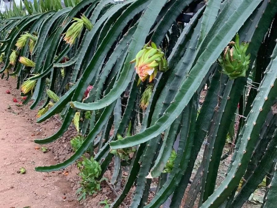 她敢做吃螃蟹第一人，在北方种植火龙果，年收入过百万