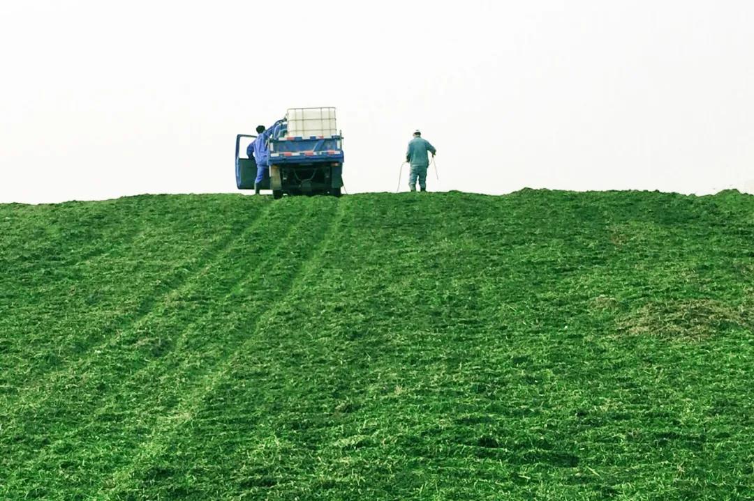 千万网红推荐的牛奶真的好喝吗,网红最好喝的纯牛奶