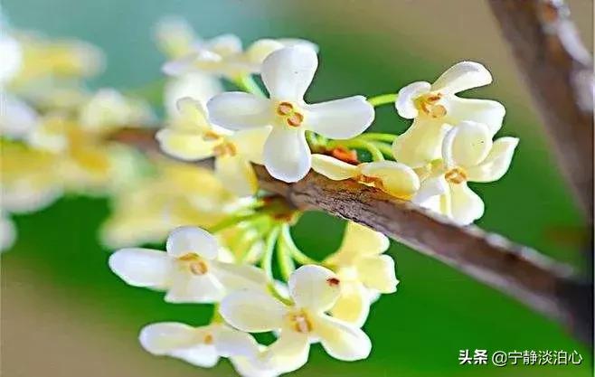 桂花是秋天的灵魂,桂花香是秋天的微醺感