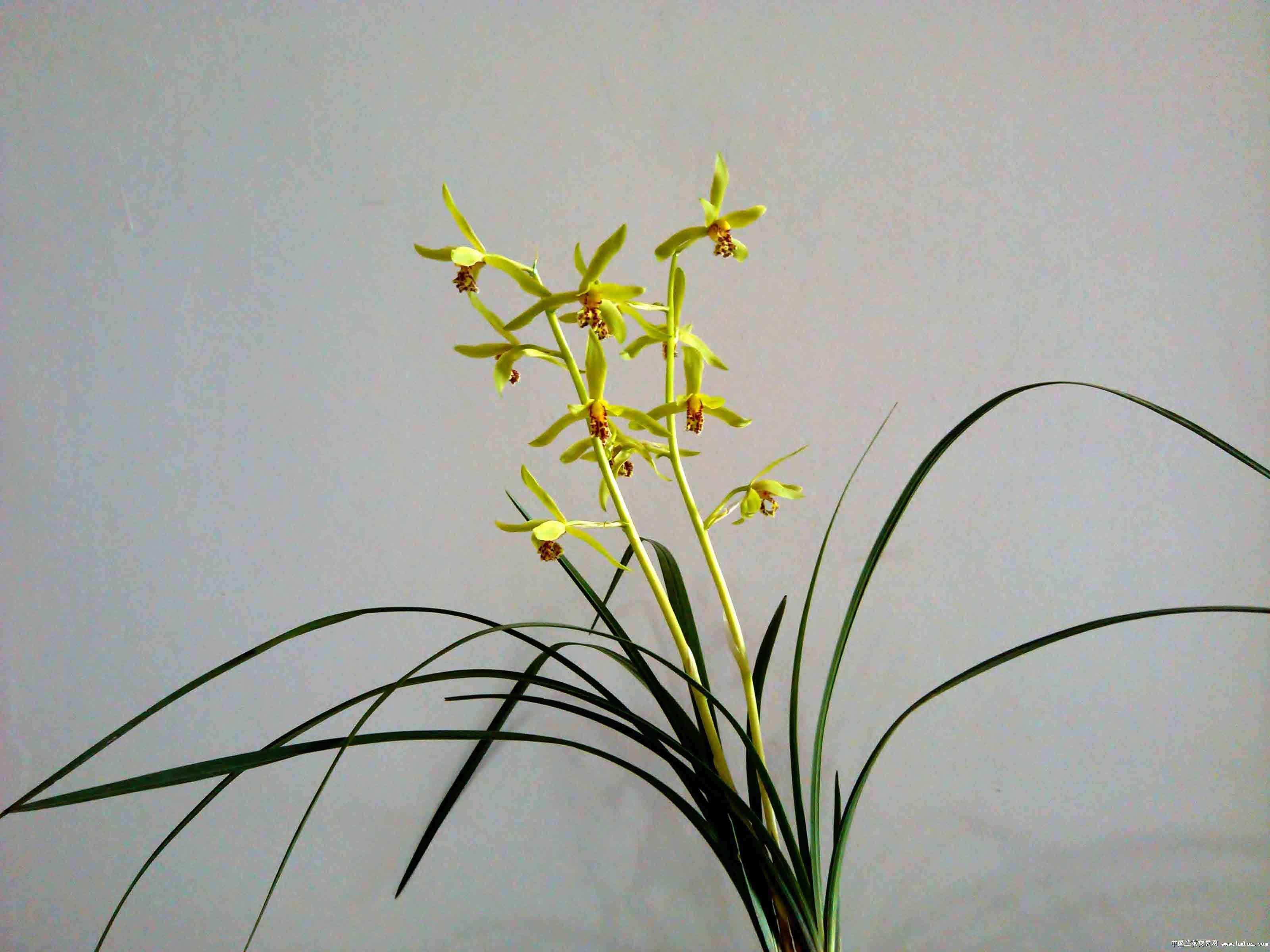 蕙兰花苞消苞怎么挽救,蕙兰花苞怎么处理