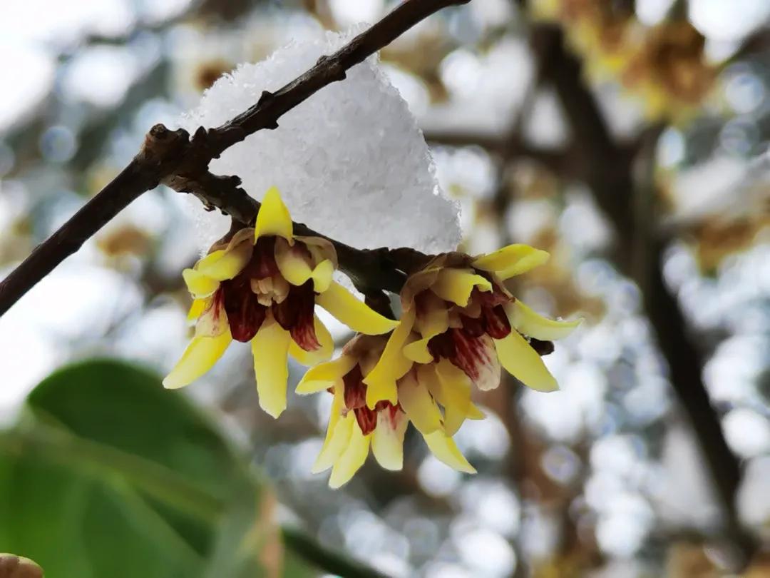 蜡梅的独特之处,腊梅之美
