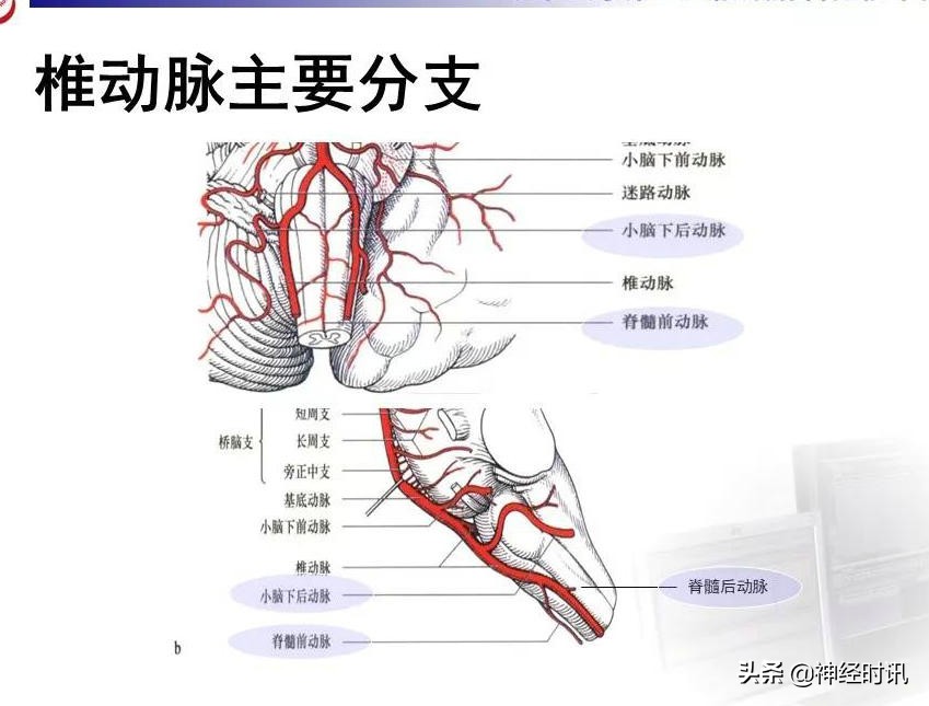脑动脉解剖学讲解,脑膜中动脉解剖讲解
