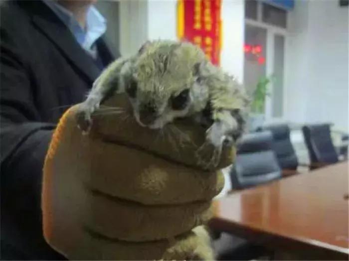 网红飞鼠被非法捕捉，不做检疫便低价出售，专家建议：危险别养！