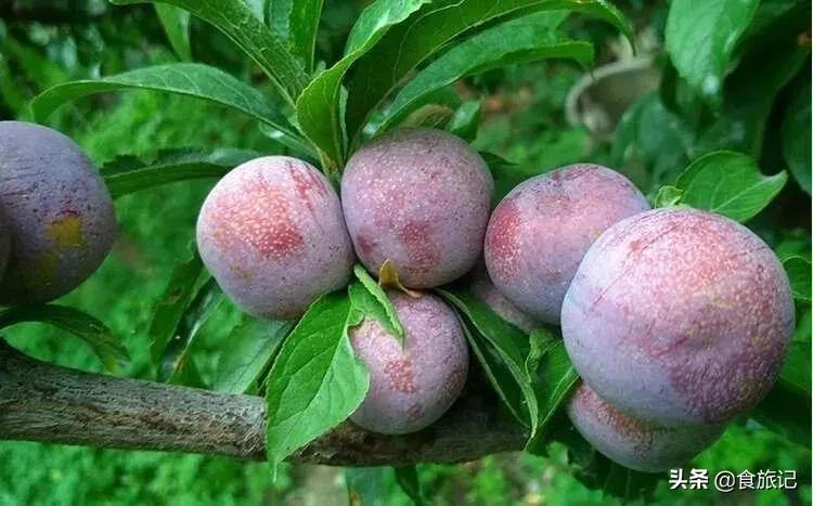 正宗的三华李水果,摘三华李酸甜脆口特解馋