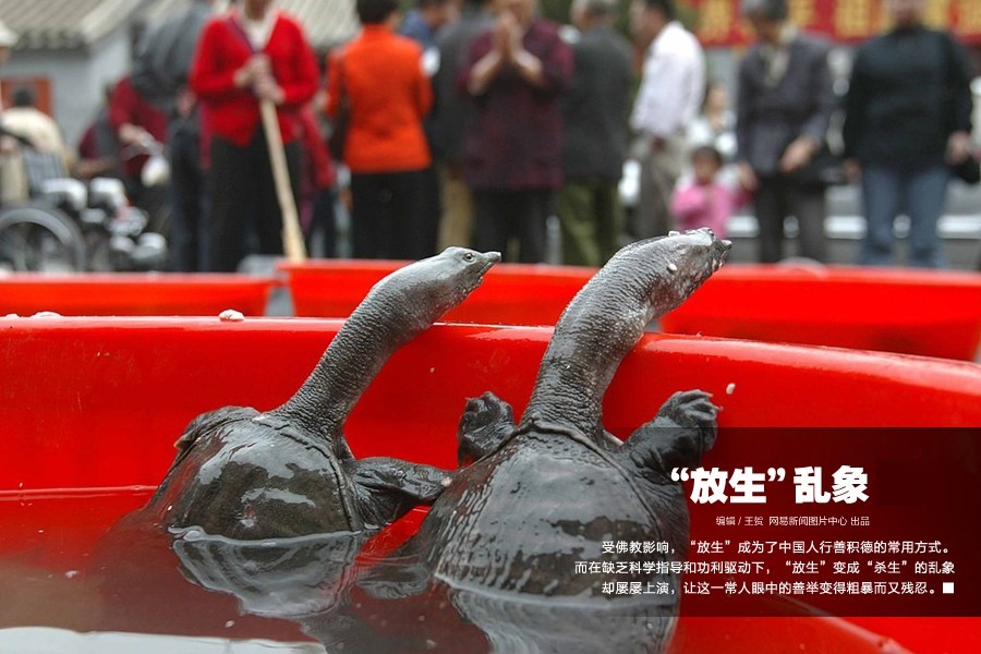 超大金鱼观赏鱼,巨型观赏鱼金鱼