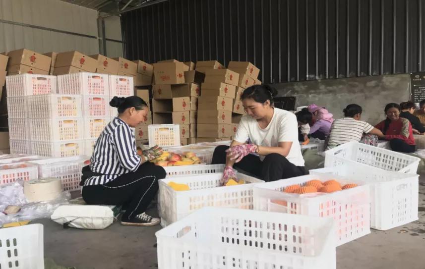 西昌黄联关镇：小石榴做出大文章软籽石榴映“红”乡村致富路