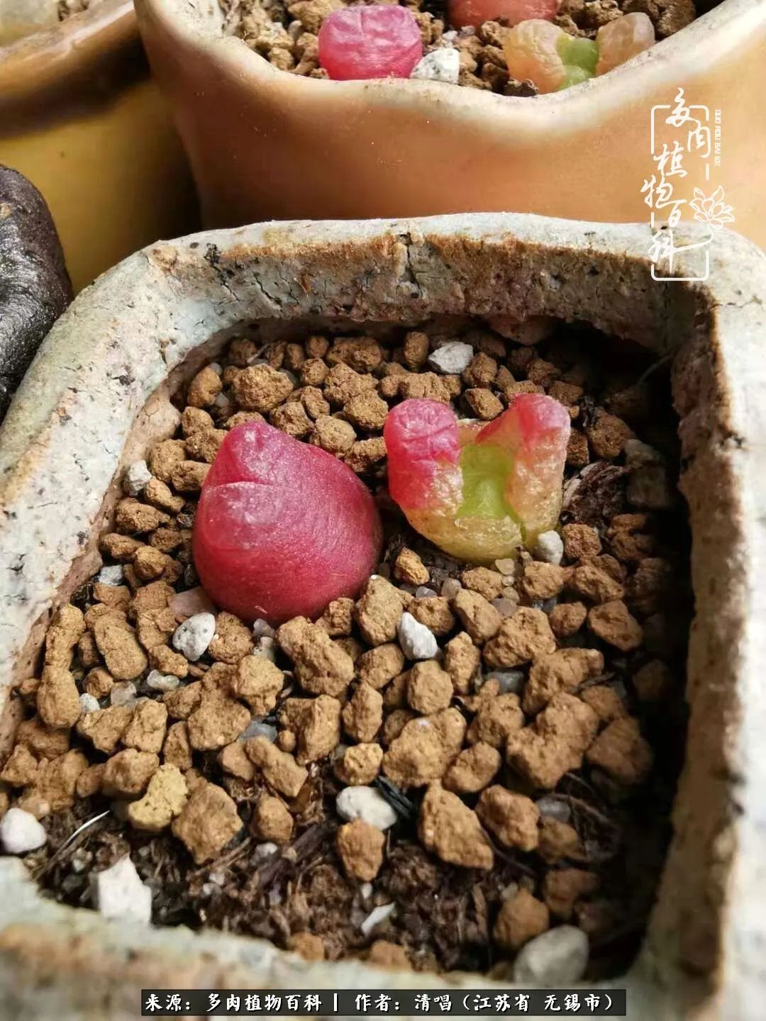 多肉植物百科好看又好养的多肉,喜欢多肉的朋友欢迎光临多肉园艺