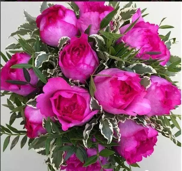 每天学习一点点花卉,100种常见玫瑰品种