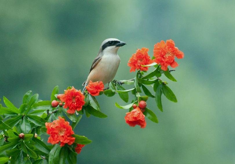 榴花诗词,古诗榴花朗诵