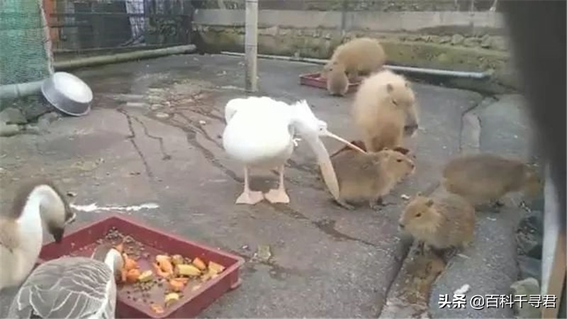 鹈鹕吞猎物到肚子里是怎么样的,鹈鹕会吞掉同类吗