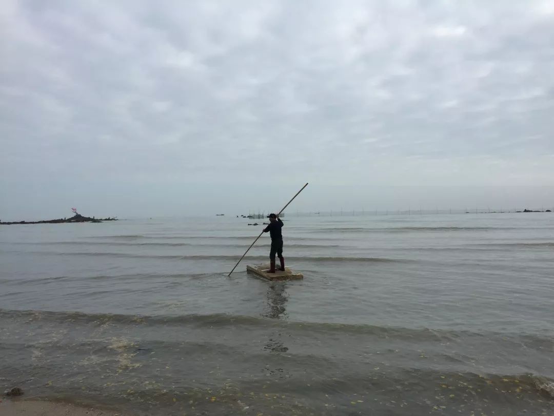 钦州三娘湾寻找白海豚,钦州三娘湾中华白海豚咬不咬人