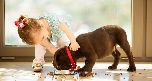 这几种狗越养越想扔掉要谨慎饲养,十种不建议养的宠物狗