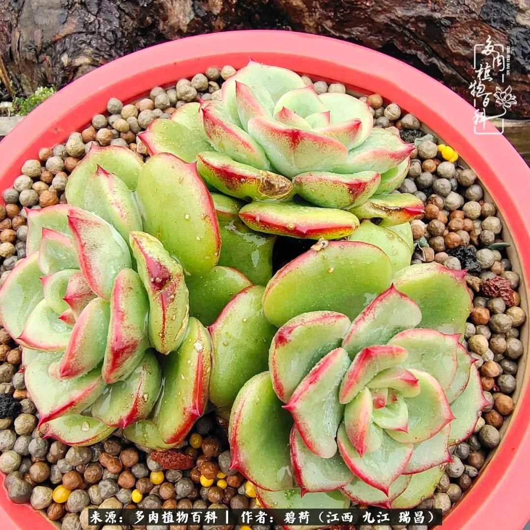 养了五年的多肉看到岁月的痕迹,经过一年春夏秋冬的轮回