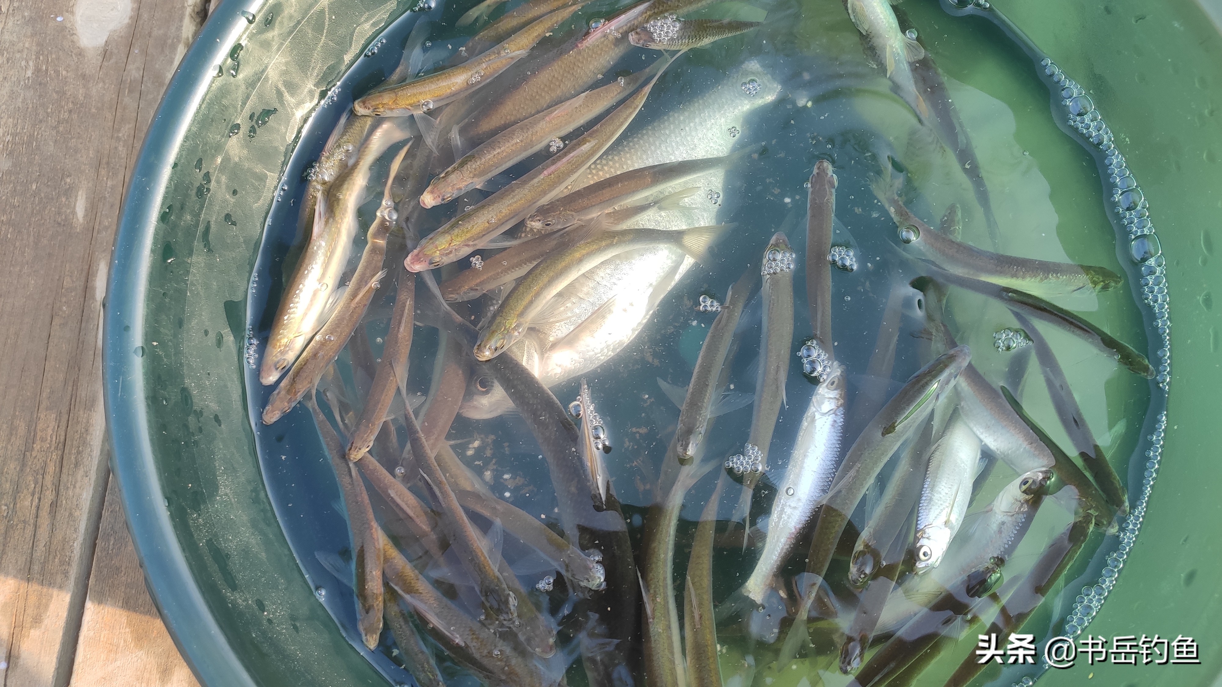 白条鱼闹窝怎么办,白条闹窝的调整思路