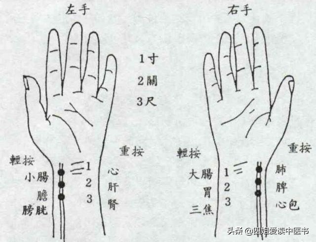 伤寒杂病论每日一学,中医伤寒论科普视频