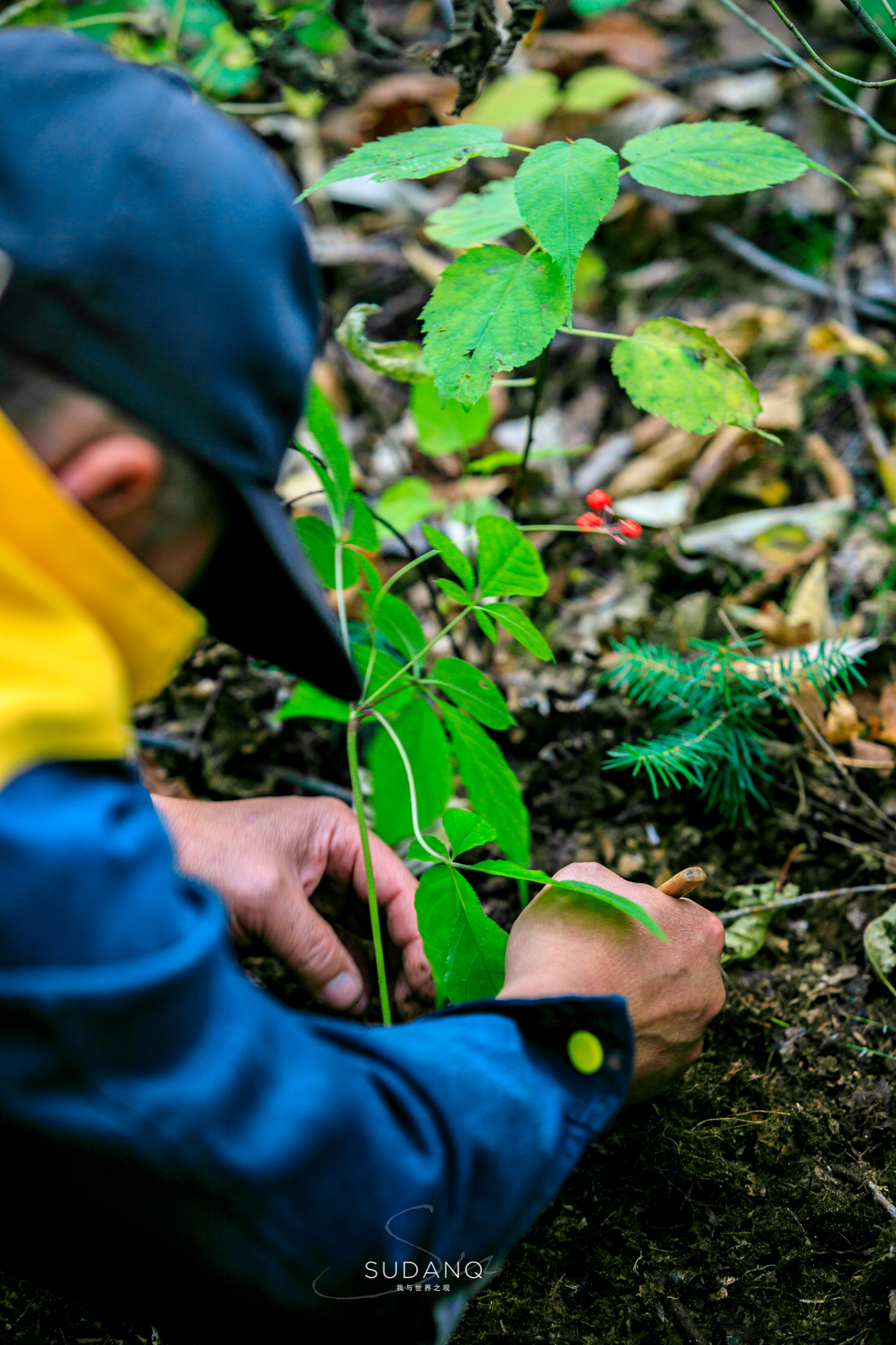 长白山百年野生人参为什么贵,长白山人参最好在哪里