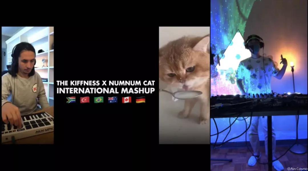 漂亮小奶猫喝奶,4只小奶猫吃豪华大餐