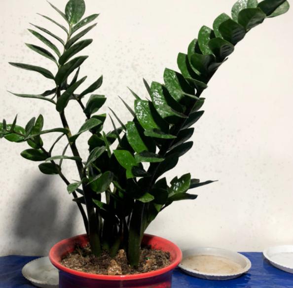 养金钱树小苗怎么施肥,养金钱树防烂根黄叶