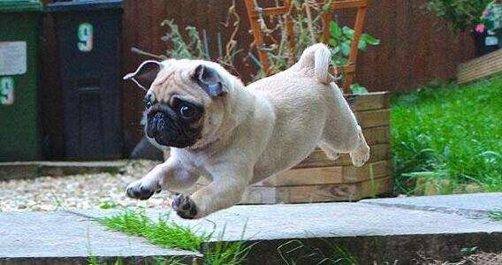 巴哥犬上厕所训练方法,巴哥犬专用厕所